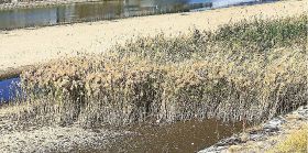 植物ツーショット（３１）／県自然環境研究会　土永知子／ヨシとダンチク