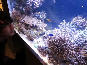 サンゴの特別水槽　ラムサール登録20周年、和歌山県串本海中公園