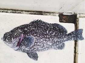 釣っとコラム　ツチホゼリ釣れる