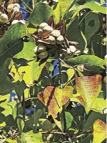 植物ツーショット（１９５）／県自然環境研究会　土永知子／ナンキンハゼとアカメガシワ