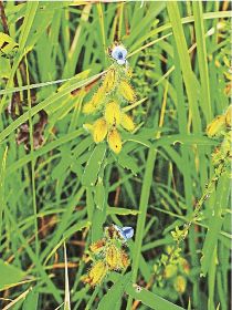 河原でひっそりと／準絶滅危惧　タヌキマメの花