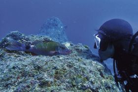 第２７回／串本海中フォトコン／入賞作品紹介（３６）