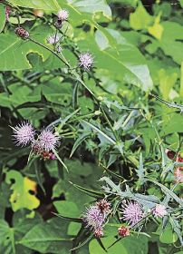 道路脇に赤紫色の花／紀南各地でヨシノアザミ