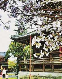 サクラ見頃　田辺の高山寺
