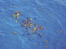 釣っとコラム　シラコダイの群れ