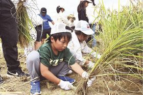 食の大切さ学ぶ／みなべの小学生／稲刈り体験