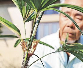 カンノンチクの花咲く／串本の吉村さん宅