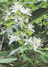  植物ツーショット（１９０）／センニンソウ属のなかま