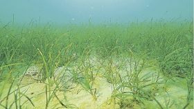 新庄海域のアマモ場（ヒロメラボ提供）