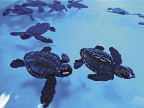 ウミガメ赤ちゃん続々誕生　水槽デビューでスイスイ、和歌山・串本海中公園