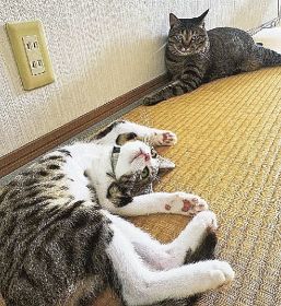 うちのぺっと（８月２１日付）