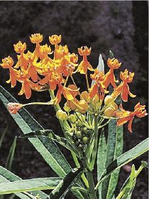 植物ツーショット（２５）　県自然環境研究会　土永知子／トウワタとフウセントウワタ