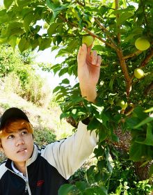 収穫される南高梅。県内の本年産梅の収穫量は１９９３年以降で最少だった（和歌山県田辺市内で）