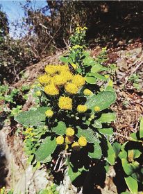 海岸で黄色い花／串本　キノクニシオギク