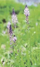 あぜ道でツルボ咲く／紀南　秋の訪れ告げる