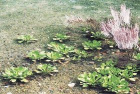 植物ツーショット（１８４）／県自然環境研究会　土永知子／ハマサジとスターチス