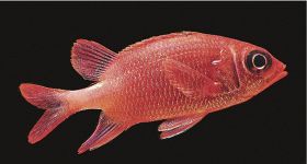 熱帯魚、本州初記録！　｢クラカケエビス｣､和歌山･串本町の磯で中学生が発見