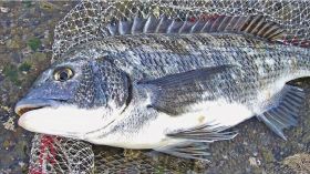 乗っ込みチヌ釣れ出す　釣り味抜群