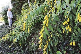 キイジョウロウホトトギス見頃　和歌山県みなべ町