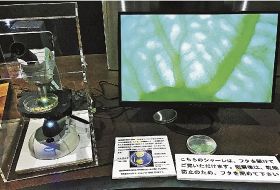 番所山だより（１８）／南方熊楠記念館学術スタッフ　土永知子／粘菌（変形菌）