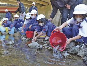 アマゴの稚魚放流／清川では児童が体験／南部川漁協