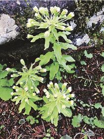 植物ツーショット（４５）／県自然環境研究会　土永知子／フキとツワブキ