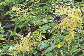 ヌルデが花盛り／チョウやハチ飛来