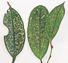 被害に遭ったサカキの葉