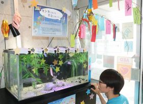 【動画】｢星｣の生き物に願い事　和歌山･すさみ｢エビとカニの水族館｣で七夕特別展示