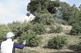 ドローンで農薬散布　ミカン畑の作業を省力化、和歌山県田辺