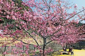 カワヅザクラで花見　古座川町の鶴川公園