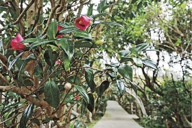 遊歩道に花のトンネル　紀伊大島でツバキ咲き始める