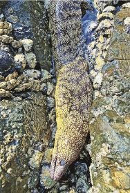 ウツボ入れ食い　釣っとコラム