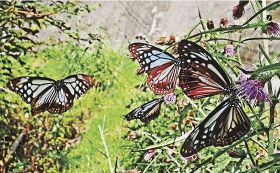 アサギマダラが群れで吸蜜　和歌山の護摩壇山で５０匹以上