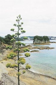 番所山で珍しい花／白浜　アオノリュウゼツラン