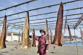 潮風に揺れるウツボ／紀南の沿岸部　冬の風物詩、天日干し