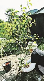 ひ孫に食べてもらいたい／龍神村の小阪さんリンゴの木植え替え