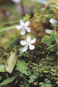 梅より早く白い花　古座川町でバイカオウレン