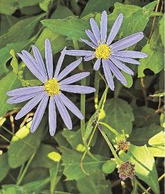 植物ツーショット（１９８）　県自然環境研究会　土永知子／ヨメナとノコンギク