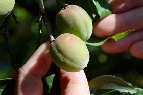 農作物被害２億円超　和歌山県内、１日のひょうと強風