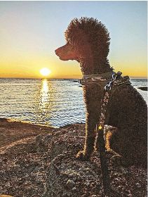 うちのペット（４月４日付）