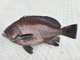 釣っとコラム　グレに似たトビハタ
