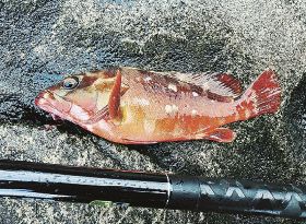 釣っとコラム　延べざおでアカハタ