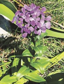  植物ツーショット（１９３）／県自然環境研究会　土永知子　／ハマナデシコとカーネーション