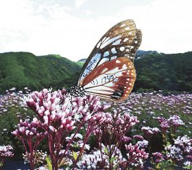 アサギマダラ１４００キロの旅　山形発、和歌山経由で鹿児島へ