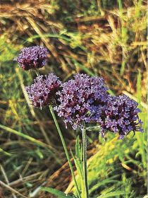 植物ツーショット（１８５）　県自然環境研究会　土永知子／アレチハナガサの仲間