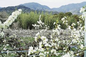畑覆う白い花　田辺市でスモモ咲く