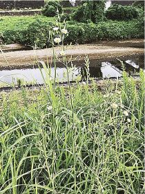 植物ツーショット（３９）／ノゲシとアキノノゲシ