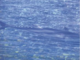 古座川でマグロ目撃　和歌山県串本、河口から１キロの浅瀬