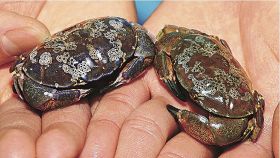 スベスベマンジュウガニ選挙／あなたの〝推し〟は？／エビとカニの水族館で開催